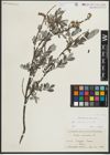 Foto von Salix repens subsp. repens L.